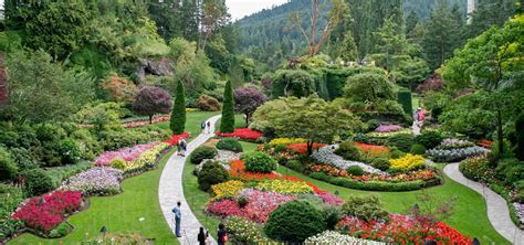 The butchart gardens - Butchart Garden in March. March has the early blooming flowers like crocus and daffodils. There’s a chance for snow in March, and you can get a view like above, fresh snow in the green grass, with the beautiful blooming trees. Spring is the rainiest time to visit Butchart Garden, and you may even be so lucky or unlucky to see snow.